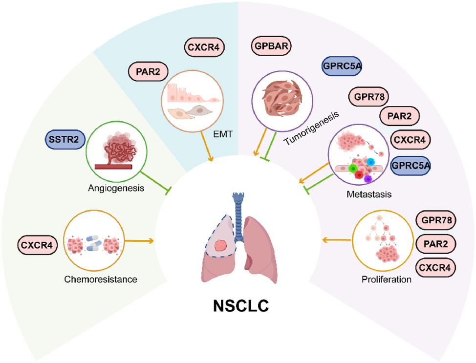 Figure 8: 
Summary of NSCLC-associated GPCRs. The aberrant expression of GPCRs alters normal physiological signaling pathways, and governs the proliferation, invasion, metastasis, EMT and chemoresistance in NSCLC progression. The light gray icons represent the driver oncogenes; the blue icons represent tumor suppressors. NSCLC, Non-small cell lung cancer; GPCR, G protein-coupled receptors; EMT, epithelial-mesenchymal transition. (Created with BioRender.com).
