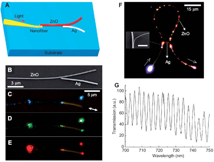 Figure 13 (A) Schematic of a hybrid coupler fabricated from coupled Ag and ZnO nanowires. (B) SEM image of a hybrid coupler assembled from a 270 nm diameter ZnO nanowire and a 240 nm diameter Ag nanowire. (C–E) Optical micrographs of the hybrid coupler taken with the polarization parallel to the Ag nanowire when monochromatic lasers of wavelength 488, 532 and 650 nm were used as light sources. (F) Optical microscope image of a hybrid Mach-Zehnder interferometer (MZI) assembled using a 330 nm diameter ZnO nanowire and a 120 nm diameter Ag nanowire on a MgF2 crystal, with a white light excitation source. Inset: a SEM image of the coupling area. Scale bar is 2 μm. (G) Transmission spectrum measured with a white light source [104].