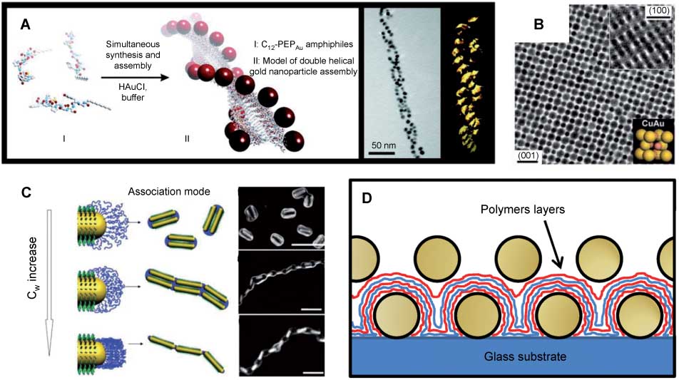 Figure 4 Various fabrication approaches for the organisation of metallic nanoparticles. (A) Gold nanoparticles that are both simultaneously synthesised and organised into double helical forms. Left – schematic principle of the method; right – electron microscopy images of the assembled structures. Adapted with permission from Ref. [127], ©2008 by ACS. (B) Au (5 nm) and PbSe (7.6 nm) binary nanoparticle superlattice prepared by colloidal crystallisation techniques. Unit cell shown in the inset. Reprinted by permission from Macmillan Publishers Ltd: Nature [128], ©2006. (C) A-B-A pseudo block copolymers prepared by selectively grafting polymers at the extremities of gold nanorods. Changing solvent conditions can alter the organisation of the particles. Adapted with permission from Ref. [129], ©2008 by ACS. (D) Graphical representation of two gold nanoparticle arrays separated by a number of polyelectrolyte layers. Separation between the arrays can be controlled with almost nanometre precision simply by altering the number of polymer layers. Reprinted with permission from Ref. [59], ©2011 by ACS.