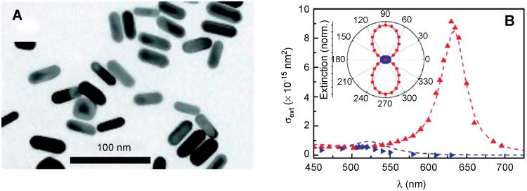 Figure 7 (A) TEM image of gold nanorods on substrate. (B) Single nanorod extinction measurements: computed (dashed lines) and measured (triangles) absolute values of the extinction cross section of a single nanorod for two linear polarizations parallel (red) or perpendicular (blue) to the main rod axis. The inset shows a polar plot of the computed extinction polarization dependence close to the longitudinal and transverse LSPRs at 640 and 525 nm, respectively. Reprinted with permission from Ref. [155], ©2008 by ACS.