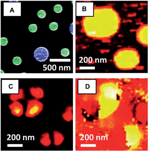 Figure 10 (A) False color SEM image of the investigated sample made of gold nanodisks of different radii. The recorded near-field optical image of an 1.1×1.1 μm2 area contains only one large and two small nanodisks. (B) Topography, (C) optical amplitude, and (D) optical phase. Measurements were made at a wavelength of 875 nm. The illumination is at oblique incidence with the electric field polarization in the plane of the sample. The shown field component corresponds to the normal component of the electric field relative to the substrate. It can be seen that the smaller and the larger disk sustain plasmonic resonances of different modes. Reprinted with permission from Ref. [170], ©2008 by ACS.