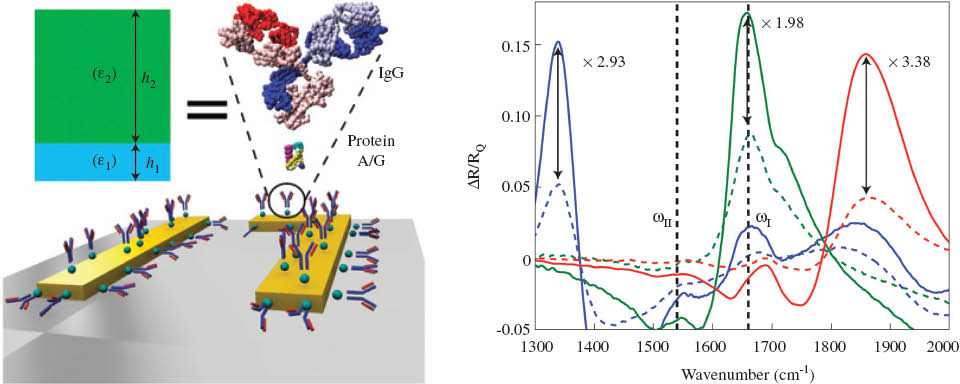 Figure 10 Schematic representations of proteins’ mono- and bilayers binding to the metal surface and the equivalent dielectric model (left panel). Experimental spectra before (dashed lines) and after (solid lines) binding of IgG antibodies to three different FRAMM substrates immobilized by the protein A/G (right panel). Indicated reflectivity ratios vary with the spectral position of the FRAMMs’ resonant frequencies.