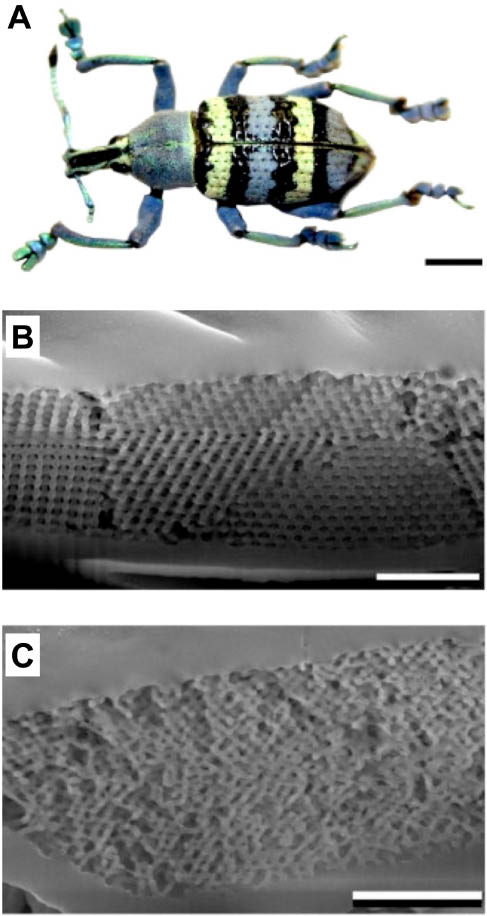 Figure 10 (A) Photograph of E. magnificus. SEM images of a fractured: (B) yellow scale, showing the highly periodic 3D lattice, and (C) blue scale, showing the contrasting quasi-ordered structure. Scale bars: (A) 4 mm; (B) and (C) 2 µm. (Reprinted from Ref. [88], with permission of OSA and C. Pouya.)