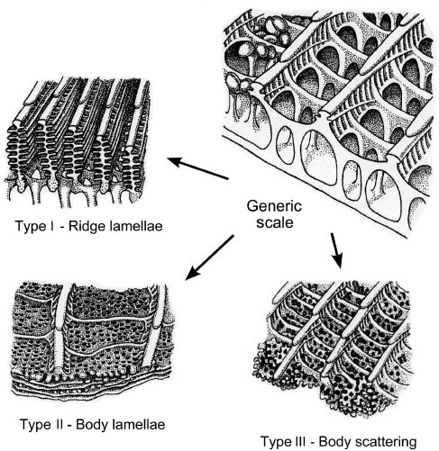 Figure 11 Schematic illustrations of the classifications of iridescent lepidoteran wing-scale structures. Each scale appears to be a variation on a generic scale structure. (Adapted from Ref. [90], with permission of H. Ghiradella.)