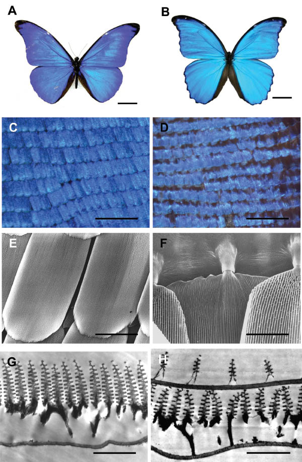 Figure 12 (A) and (B) photographs of M. rhetenor and M. didius, respectively. (C) Optical microscope image of M. rhetenor’s imbricated blue iridescent scales. (D) Optical microscope image of M. didius’ scales with discernible overlayed cover scales. (E) SEM image of M. rhetenor’s iridescent scale, with visible ridge patterning running down the length of the scale. (F) SEM image of an M. didius ground scale, with over-laying cover scales on either side. Also visible are the sockets by which the scales attach to the wing membrane. (G) and (H) TEM cross-sections’ through a scale of M. rhetenor, and M. didius, respectively. (H) shows the cover scale above a ground scale. Scale bars: (A) and (B) 2 cm; (C) and (D) 1 mm; (E) 50 µm; (F) 30 µm; (G) and (H) 2 µm.