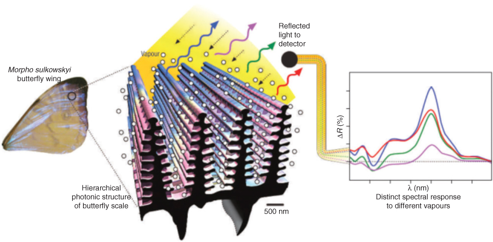 Figure 14 Schematic of the Morpho-based vapour sensing principle. Vapour present in the photonic structures of M. sulkowskyi iridescent scales measurably changes the differential reflectance spectra ΔR. (Reprinted from Ref. [126], with permission of Macmillan Publishers Ltd: Nature Photonics, and R.A. Potyrailo.)