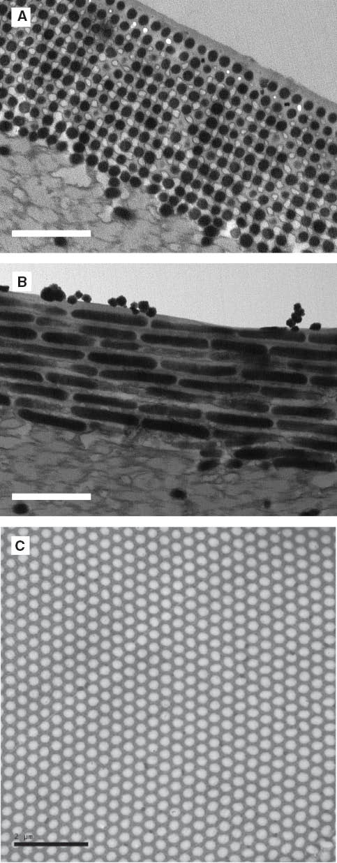 Figure 7 Images of (A) transverse and (B) longitudinal TEM cross-sections of a Peacock feather, with respect to the barbule axis. (C) TEM image of a cross-section of a setae from the polychaete worm Pherusa. (Reprinted from Ref. [77], with permission of APS). Scale bars: (A) and (B) 1 μm; (C) 2 μm.