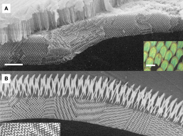 Figure 8 (A) SEM image of a cleaved sectional face of a P. sesostris’ iridescent scale showing the 3D photonic crystal lattice structure. (Inset: optical microscope image of P. sesostris’ green iridescent scales). (B) TEM image of a thin cross-section through the iridescent scale of (A). The range of different tessellation patterns (two of which are inset) are produced by variations in the orientation of the 3D lattice within juxtaposed domains across the scale. Scale bars: (A) 4 μm, (inset 100 μm), and (B) 4 μm (inset 1 μm).