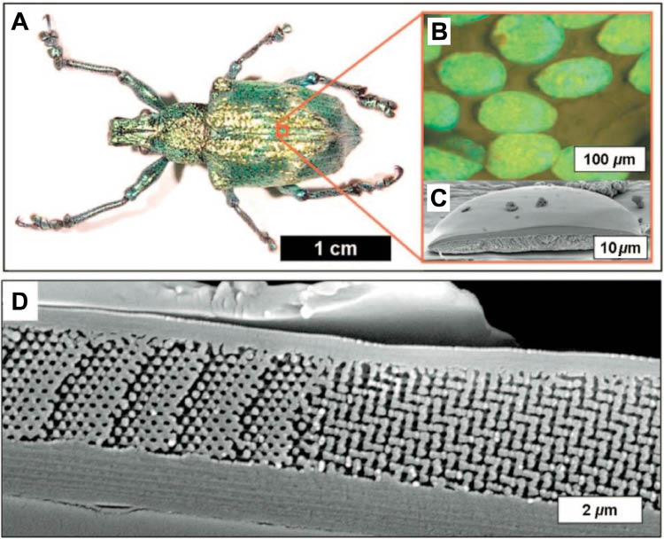 Figure 9 (A) Photograph of the L. augustus weevil. (B) Optical micrograph of the green individual scales. (C) and (D) SEM images of a single scale cross-section. (Reprinted from Ref. [86], with permission of APS, and M.H. Bartl.)