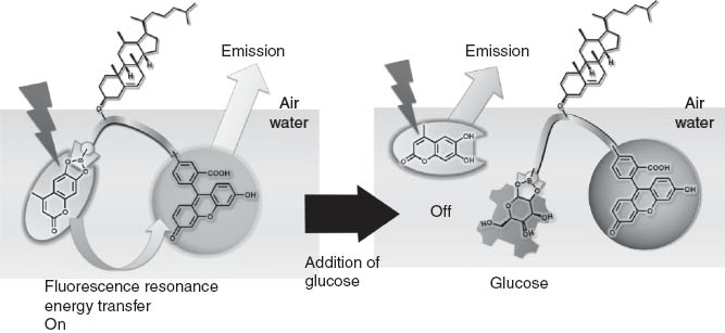 Figure 12 Detection of glucose based on regulation of fluorescence resonance energy transfer.