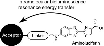 Figure 4 A probe design for in vivo near infrared bioimaging using intramolecular bioluminescence resonance energy transfer of luciferin.