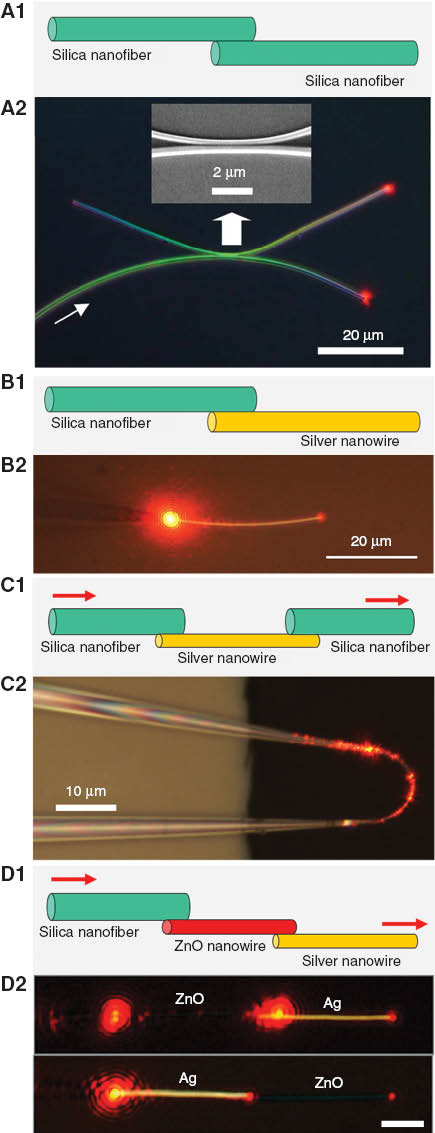 Figure 10 MNF-based couplers.(A1) Schematic diagram of a MNF-to-MNF coupler. (A2) Optical micrograph of an optical coupler assembled using two tellurite glass MNFs (350 and 450 nm in diameter respectively) on the surface of a silicate glass. The coupler splits the 633-nm-wavelength light equally (Ref. [84]). (B1) Schematic diagram of a coupler based on coupling a MNF and a silver nanowire. (B2) Optical micrograph of the hybrid photon-plasmonic coupler assembled using a 500-nm-diameter silica MNF and a 200-nm-diameter silver nanowire operating at 633-nm wavelength (adapted from Ref. [35]). (C1) Schematic diagram of a MNF-metal-MNF coupler. (C2) Optical micrograph of the hybrid coupler assembled using two tapered MNFs and one 210-nm-diameter silver nanowire (Ref. [126]). (D1) Schematic diagram of a coupler integrating MNFs, semiconductor and metal nanowires. (D2) Optical micrographs of light coupling between a tapered MNF, a 340-nm-diameter ZnO and a 320-nm-diameter silver nanowire (adapted from Ref. [35]). Scale bars, 5 μm.