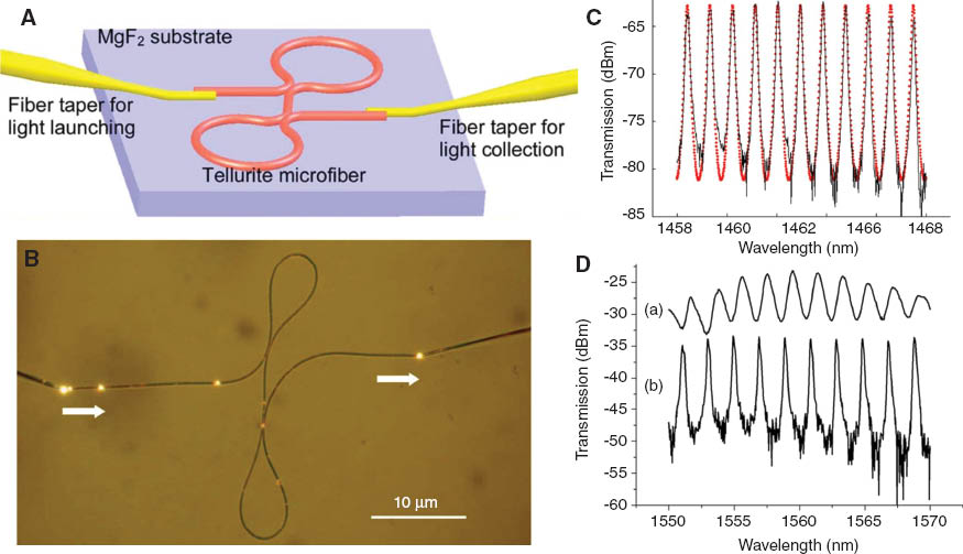 Figure 14 All-fiber Fabry-Perot resonators based on microfiber Sagnac loop mirrors. (A) Schematic illustration of a microfiber F–P resonator supported on a low-index MgF2 crystal. (B) Optical microscope image of a MgF2-supported F–P resonator assembled using a 1.4-μm-diameter tellurite microfiber with a total length of about 1 mm. The white arrows indicate the direction of light propagation. (C) Typical transmission spectrum of a F–P resonator assembled with a 1.69-μm-diameter tellurite microfiber. The dotted line stands for the theoretical fit. (D) Transmission spectra of a F–P resonator (a) before and (b) after tuning the overlapping length. The resonator is assembled using a 1.42-μm-diameter tellurite microfiber with an effective cavity length of 323 μm (Ref. [97]).