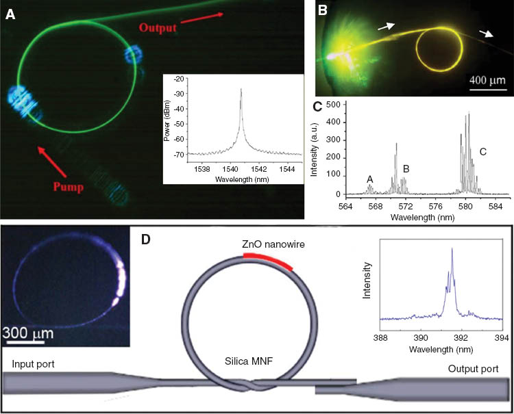 Figure 15 MNF lasers.(A) Optical microscope image of an Er:Yb-doped phosphate glass microfiber knot pumped at a wavelength of 975 nm. The green upconverted photolu-minescence is clearly seen. Inset is laser emission spectrum of a 2-mm-diameter knot assembled with a 3.8-μm-diameter microfiber (Ref. [52]). (B) Optical microscope image of a typical 450-μm-diameter knot immersed in a 5 mm/l rhodamine 6G dye solution. The dye is evanescently pumped by 532 nm wavelength light guided along the knot. Strong yellow photoluminescence is clearly seen along the microfiber knot. (C) Laser emission from a 350-μm-diameter microfiber knot assembled with a 3.9-μm-diameter microfiber. (Ref. [54]) (D) Schematic diagram of the structure of a hybrid laser. Left inset is optical microscope image of the hybrid structure pumped by 355 nm wavelength laser pulses. Right inset is laser emission from a 780-μm-diameter microfiber knot attached with a 25-μm-long 350-nm-diameter ZnO nanowire (Ref. [34]).
