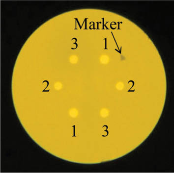 Figure 9 Cross sectional view of a fabricated heterogeneous MCF [35].