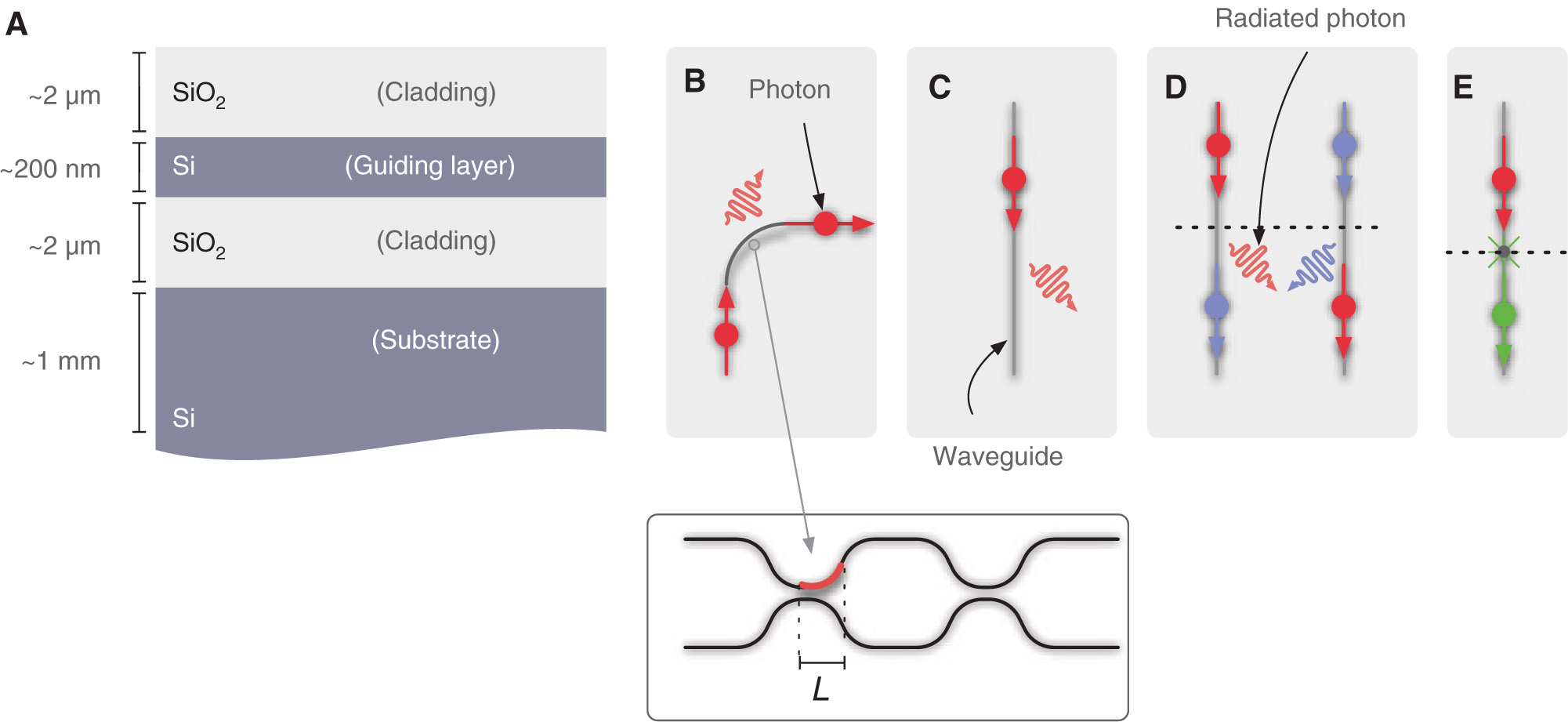 Figure 1 Quantum photonics in the SOI platform. (A) Silicon-on-insulator process stack with a thick silicon substrate layer and SiO2 clad-ding a silicon guiding layer. Typical layer dimensions are shown. (B) Schematic depiction of waveguide bend and inset showing an interferometer incorporating many waveguide bends of length L. Waveguide bend radius fundamentally depends on index contrast and limits the number of optical elements integrable on a single photonic chip. (C) Schematic diagram of lossy scattering from a silicon waveguide. Quantum photonic circuits are highly sensitive to propagation loss since it results in an exponential reduction in multiphoton coincidence probability – limiting the ability to perform multiphoton experiments. (D) Depiction of cross-talk between waveguides modes. Cross-talk between components results in lower success probabilities for quantum operations. (E) Schematic depiction of absorption and reemission process in silicon. Silicon exhibits low photoluminescence due to its indirect band gap, which requires multiphoton absorption events for 1550 nm excitation or phonon-assisted transitions.