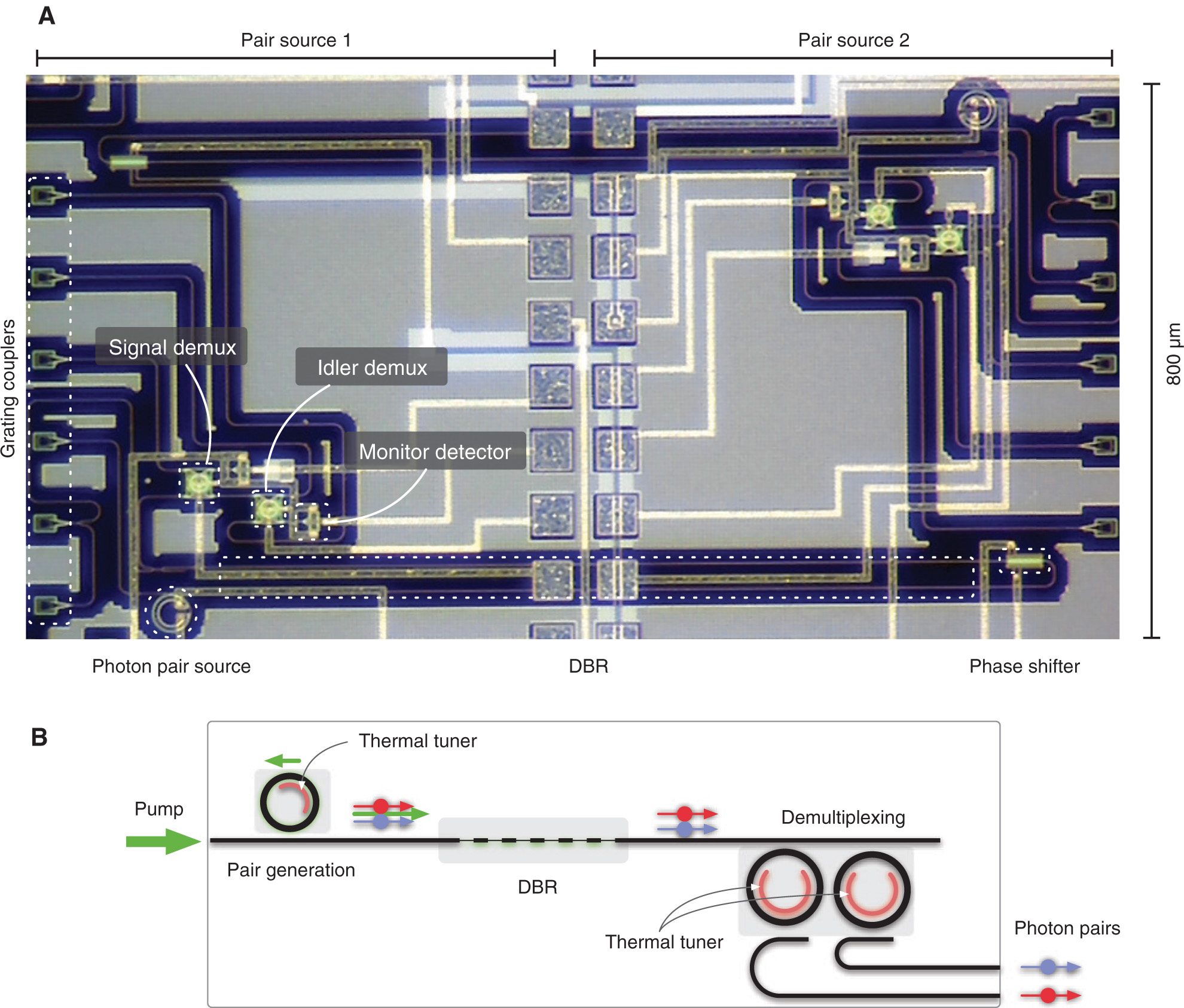 Figure 6 Optical micrograph of integrated photon-pair sources fabricated in a silicon photonics platform. (A) Optical micrograph of chip containing two photon-pair sources. (B) Schematic representation of the system depicted in the micrograph in (A). A pump field excites a microring resonator, generating pairs of quantum-correlated photons. The generated pairs and pump field pass through a distributed Bragg reflector (DBR), where the pump field is suppressed. Finally, the signal and idler photons are spatially demultiplexed using two microring resonators resonant with the signal and idler wavelengths λs and λi, respectively.