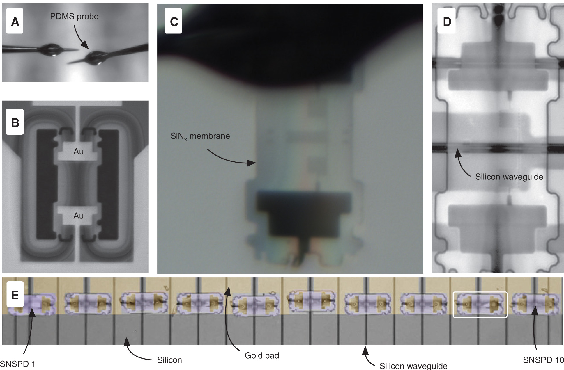Figure 7 Micro-flip-chip integration of niobium nitride superconducting nanowire single-photon detectors. (A) Polydimethylsiloxane (PDMS) coated tungsten probes used to remove membrane SNSPDs from a silicon nitride substrate shown in (B). (C) SNSPD after being removed from the silicon nitride substrate. (D) SNSPD aligned and placed on a silicon photonic waveguide. (E) Ten SNSPDs aligned and placed on a silicon photonic waveguide array.