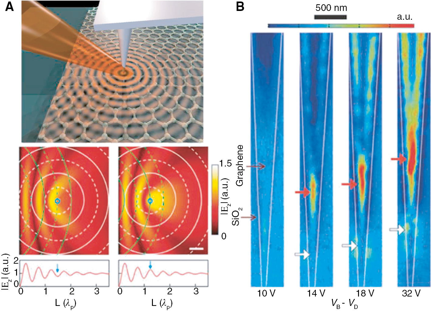 Figure 1: Schematic of SPPs in graphene [27], [28].(A) Top panel: schematics of the experiment on how to launch and detect SPPs on graphene based on near-field scanning optical microscopy, in which an infrared laser illuminates a metallic tip to locally excite SPPs, and the near-field SPP signal is scattered by the tip into the far-field in order to be detected. Bottom panel: snapshots of destructive (left) and constructive (right) interference of SPP waves underneath the tip (blue circles); the profiles of electric field amplitude underneath the tip versus its distance to the left edge, where the arrow indicates the half wavelength of SPPs. (B) Near-field amplitude images of graphene plasmons tuned by an electrostatic backgate. Red and white arrows denote the positions of resonant local SPP modes on a tapered graphene ribbon.