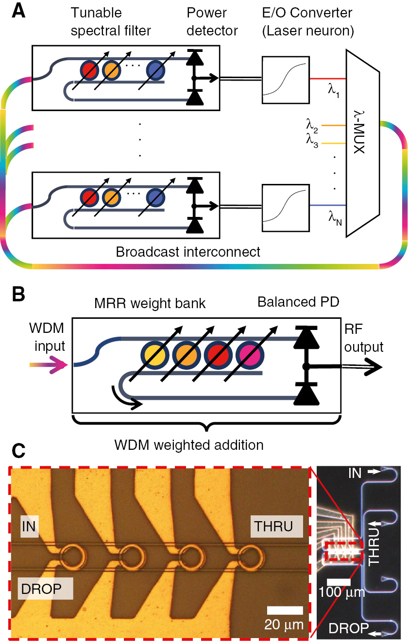 Figure 8: Configurable analog weights in neuromorphic photonics.(A) Broadcast-and-weight network. An array of source lasers outputs distinct wavelengths (represented by solid color). These channels are wavelength multiplexed (WDM) in a single waveguide (multicolor). Independent weighting functions are realized by tunable spectral filters at the input of each unit. Demultiplexing does not occur in the network. Instead, the total optical power of each spectrally weighted signal is detected, yielding the sum of the input channels. The electronic signal is transduced to an optical signal after nonlinear transformation. Adapted from Ref. [100]. (B) Tunable spectral filter constructed using MRR weight bank. Tuning MRRs between on- and off-resonance switches a continuous fraction of optical power between drop and through ports. A balanced PD yields the sum and difference of weighted signals. (C) Left: Optical micrograph of a silicon MRR weight bank, showing a bank of four thermally tuned MRRs. Right: Wide area micrograph, showing fiber-to-chip grating couplers [101]. Adapted from Ref. [102].