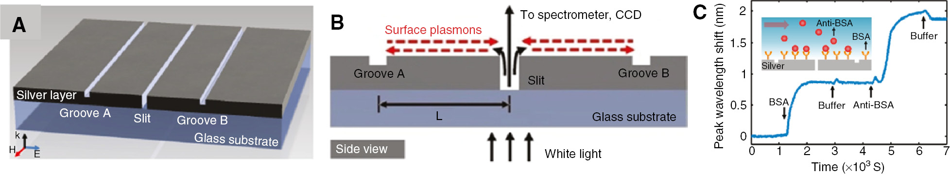 Figure 5: Plasmonic biosensor [130].(A) Schematic of the plasmonic interferometer based on nanoscale slits and grooves in silver film. (B) Side view of the interferometer structure showing interference between directly transmitted light and surface plasmons reflected at grooves to create index-dependent transmission signal. (C) Time-dependent sensor response upon BSA adsorption to the sensor surface and subsequent specific protein binding between BSA and anti-BSA.