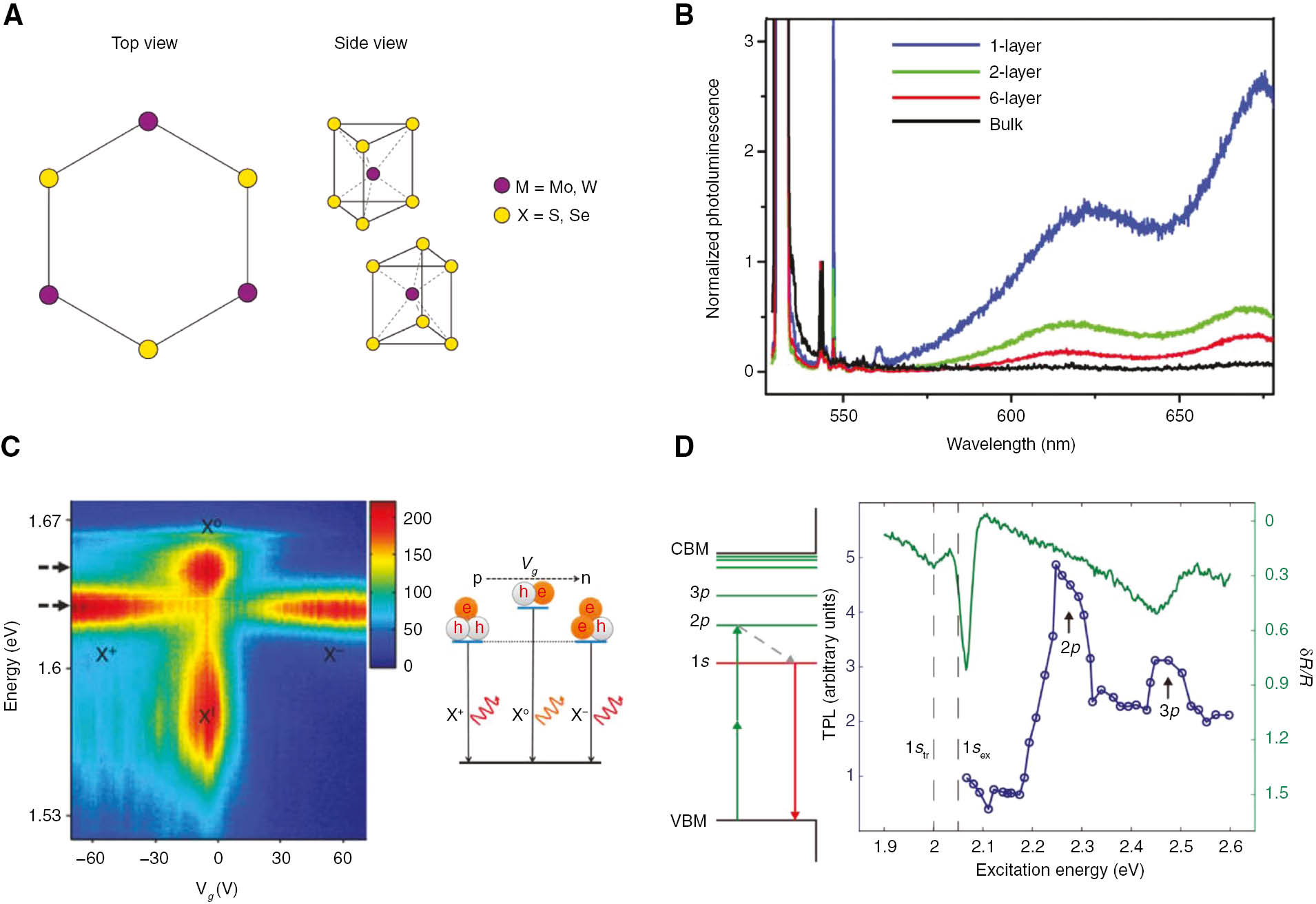 Figure 1: Exciton properties in TMDCs.(A) Crystal structure in TMDC materials. The top view of the crystal is a hexagonal one, with the actual structure being from trigonal prismatic coordination. Hexagonally arranged transition metals (M) are sandwiched between two layers of chalcogen (X) atoms. The inversion symmetry within one layer is broken but restored upon even layers. (B) Emerging PL from monolayer MoS2. The spectra are normalized to the Raman peaks. The PL is much stronger in monolayer than bilayer or greater number of layers. Adapted with permission from [9]. © 2010 American Chemical Society. (C) The trion spectra from MoSe2. By tuning the electrical gate (Vg), the PL spectra change from a neutral exciton (X0) to a positively (X+) or negatively charged (X−) exciton. A schematic is also provided on the right, showing the trions from the gating. The trion binding energy is defined as the energy difference between the trion and the neutral exciton. X′ denotes the presence of a defect exciton at neutral gating. Adapted with permission from Macmillan Publishers Ltd., Nature Communications [10], © 2013. (D) The excitonic energies are given on the left. The green states are those accessible using two-photon excitation, while the red state is the PL, accessed with one-photon excitation. On the right, the TPL spectra are given in blue. The two-photon excitation energy is given by x axis, while the resultant intensity is from the relaxation and emission to the 1s state. The green curve is the differential reflectance of the linear absorption, showing that the 2p state has no corresponding linear absorption. Reprinted by permission from Macmillan Publishers Ltd., Nature [11], © 2014.