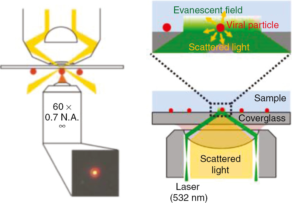 Figure 1: A schematic of two dark-field microscopy configurations. Left: A dark-field condenser illuminates the substrate at angles higher than the collection numerical aperture. Only scattered light is collected, resulting in images with a dark background. Right: Excitation light from a dark-field immersion epi-objective is totally internally reflected at the coverglass-sample interface. While a dark-field condenser allows detection of nanoparticles anywhere within a thick transparent sample, TIRM tends to have better stray light rejection but is limited to detecting particles within about 200 nm of the coverglass-sample interface. (Left: Adapted from [44]. Right: Adapted from [31]).