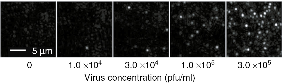 Figure 2: Example images from a total internal reflection microscope (TIRM) as individual human immunodeficiency virus particles are captured onto a functionalized coverglass surface. Adapted from [31].