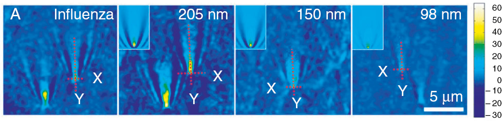 Figure 4: Individual influenza virus particles and differently sized silica nanoparticles are immobilized onto a chromium and gold-coated coverslip and detected with surface-plasmon resonance microscopy. SPR waves induced by TIR illumination are diffracted by any inhomogeneities in the gold. Adapted from [48].