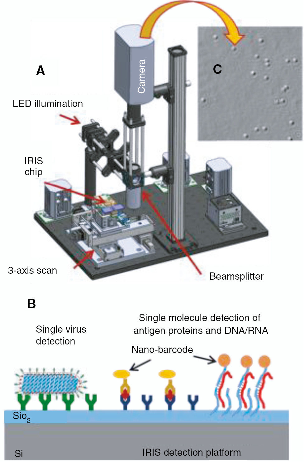 Figure 5: (A) The single particle interference reflectance imaging sensor (SP-IRIS) instrument layout and (B) schematic of substrate and surface coatings. Wide-field epi-illumination is reflected by the thin film substrate, and individual BNPs are detected as diffraction-limited perturbations to the reflected field. Beyond label-free detection of individual BNPs, functionalized metallic nanoparticles may be used as single-molecule labels. Adapted from [24].