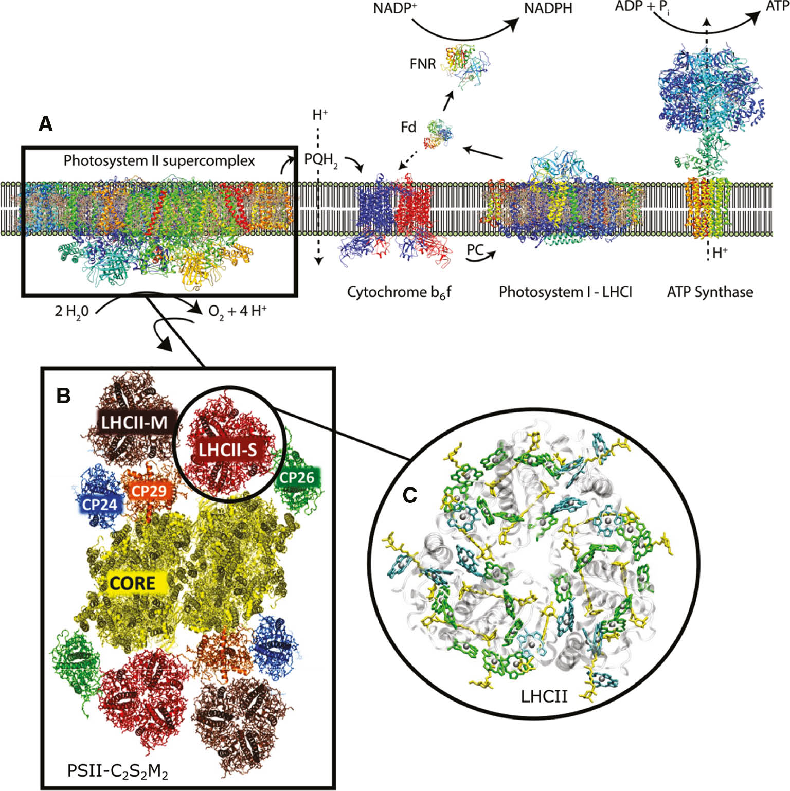 Figure 1: The photosynthetic apparatus of higher plants. (A) The thylakoid membrane, with the main photosynthetic supramolecular complexes, photosystems I and II, cytochrome b6f and the ATP synthase. The notations indicate the relevant charge exchange and redox reactions. (B) Top view of the PSII C2S2M2 supercomplex. Depicted are the two core complexes containing the RC, minor LHCs CP24, CP29, and CP26, and the LHCII antenna complexes. Adapted from Ref. [2], Copyright (2013) Springer. (C) Closer view of the LHCII antenna trimer; grey ribbons: protein backbones, green: chl a, blue: chl b chlorine rings (phytol chains are omitted for clarity), yellow: carotenoids.