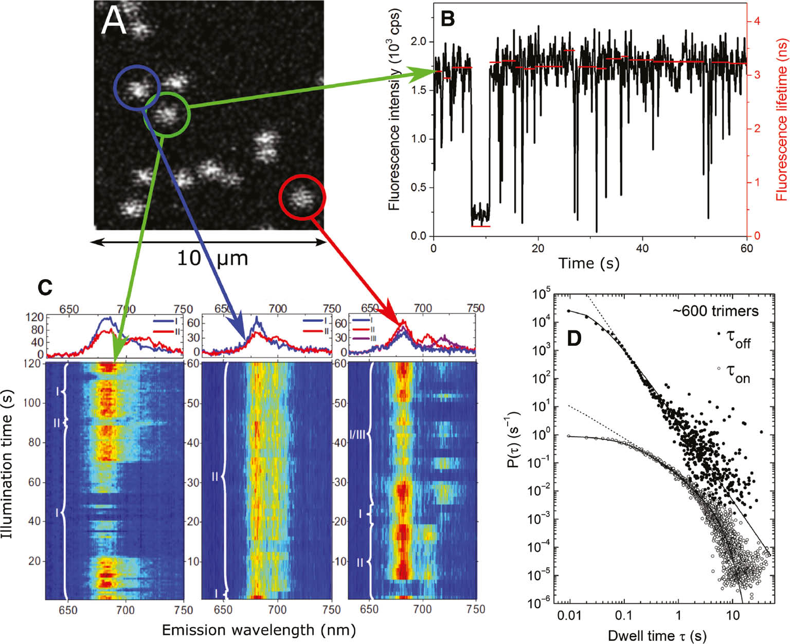 Figure 3: An illustration of a SMS measurement of individual LHCII trimers. (A) A confocal scan of a 10 μm×10 μm surface area. Bright spots: fluorescence emission from single LHCs immobilized on a poly-l-lysine (PLL) covered surface. The intensity profile is given by the point-spread function. After such a scan the complexes are measured one by one. (B) A fluorescence intensity trace (black line) of a single LHCII trimer that illustrates blinking events both in the millisecond and second time range. The corresponding fluorescence lifetime (without the contribution of S-T annihilation) is depicted on the right axis (red line). Reproduced from Ref. [24] with permission from the physical chemistry chemical physics (PCCP) Owner Societies. (C) Series of recorded spectra of three selected LHCIIs, demonstrating spectral diffusion and state switching. Reprinted from Ref. [34] with permission of Elsevier. (D) Probability distribution of blinking events in LHCII trimers that typically show a power-law behavior for off-times from a few milliseconds to hundreds of seconds. On-times generally follow the same power-law dependence but exhibit an exponential tail at longer dwell times. Off-time data are offset for clarity. Reprinted with permission from Krüger et al. [35]. Copyright (2011) American Chemical Society.