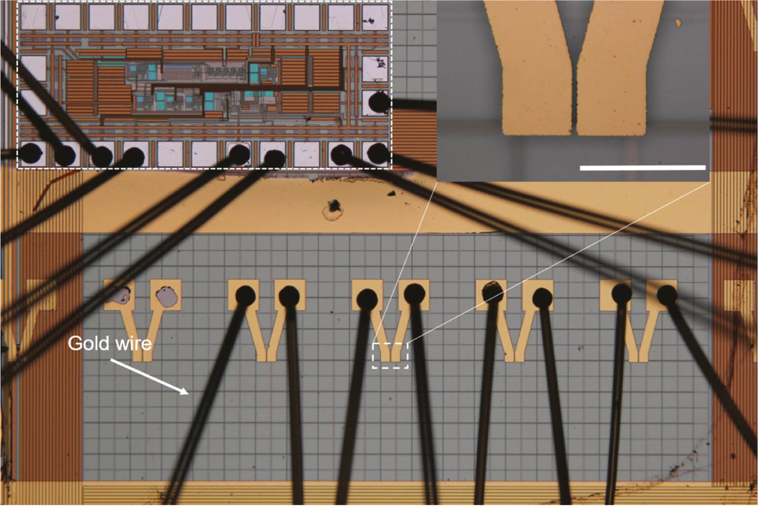 Fgure 3: Optical micrograph of the fabricated GPD-based monolithic optoelectronic integrated broadband optical receivers.The inset shows the GPD with more details and the scale bar is 50 μm. The white dotted frame shows the location of the TIA IC.