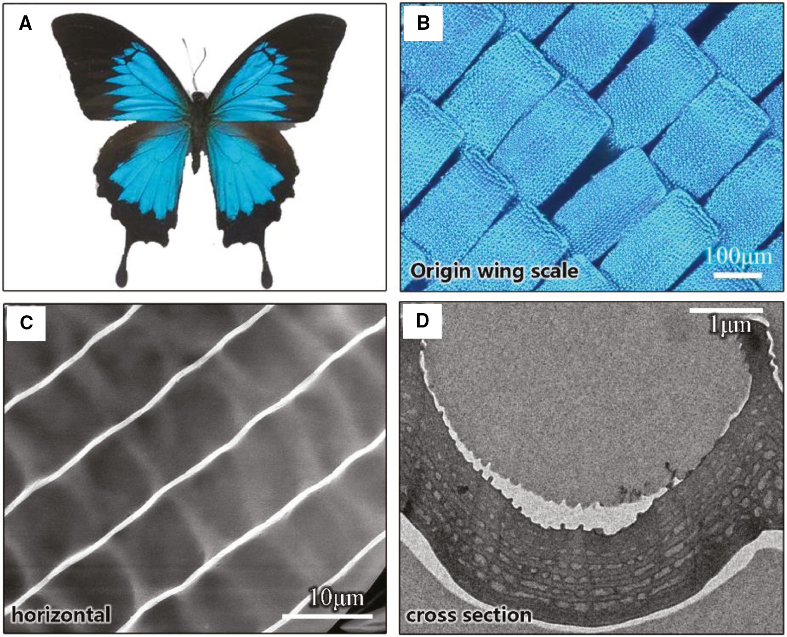 Figure 1: Sparkling color and periodic concave multilayer of the Papilio ulysses wing with PC structure. (A) Digital photo of natural Papilio ulysses butterfly. (B) Optical microscopy image of Papilio ulysses wing scale. (C) SEM micrograph of Papilio ulysses from a horizontal view. (D) TEM micrograph of Papilio ulysses from a cross-section view.