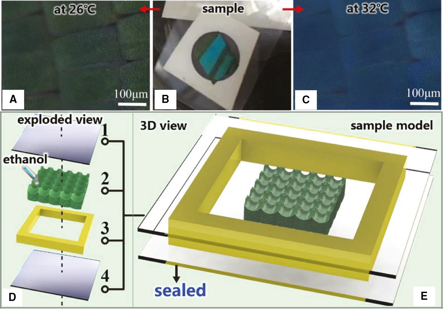 Figure 2: The LEF-PC sample fabricated by butterfly wing. (A, C) Optical microscopy images of the sample at 26°C and 32°C, respectively. (B) Digital photo of the sample, the wing was sealed by two layers of glass and double-sided tape. (D, E) Exploded view and 3D view models of the sample, part 1 and part 4 are glasses, part 2 is the butterfly wing saturated with ethanol, part 3 is the double-sided tape.