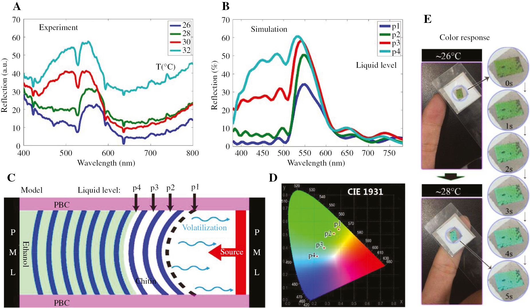 Figure 3: Thermochromic property of sealed PC wing sample with different temperatures. (A, B) Experiment and simulation reflectance under different temperatures (26°C, 28°C, 30°C and 32°C). (C) Structure model and boundary conditions. The boundary conditions in horizontal direction are absorbing (perfectly matched layer, PML) and in vertical direction are periodic (periodic boundary condition, PBC). A plane wave source illuminates the structure. Different liquid levels (p1, p2, p3, and p4) are used to characterize the increase of the temperature with the volatilization of the ethanol. (D) Color change calculated from corresponding reflectance in CIE chromaticity diagram with different temperatures. (E) Color response with different temperatures changed by contacting a finger, contact time is from 0 s to 5 s.
