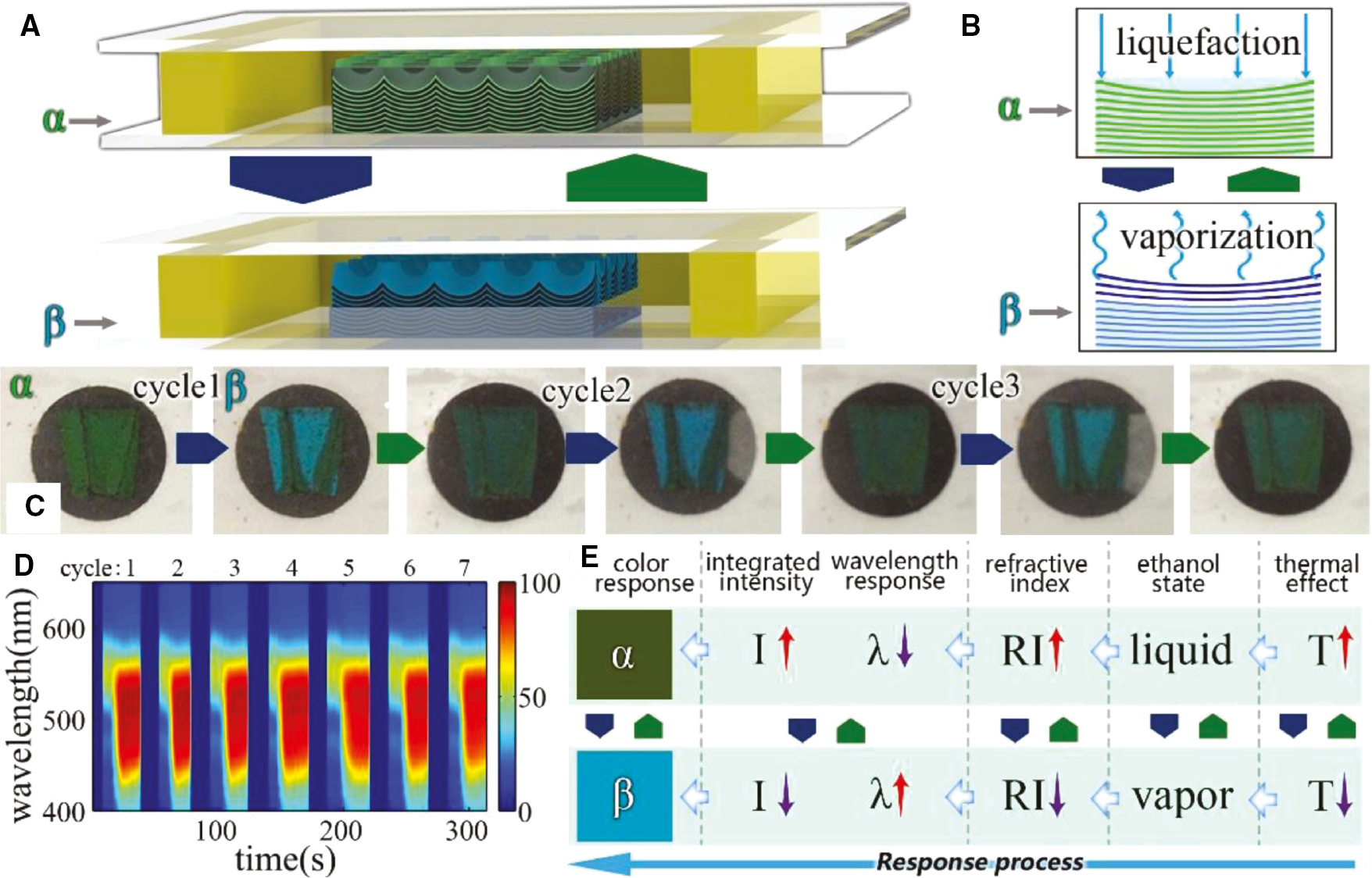 Figure 5: Reversibility of the thermochromic at multiple cyclings of the temperature. (A) The diagram of reversibility with α and β state (3D model), α: ethanol liquefaction, β: ethanol vaporization. (B) The diagram of reversibility with α and β states (2D model). (C) The digital photo of the sample at multiple cyclings of α and β states. (D) Dynamic response of LEF-PC sample in the visible spectral range. (E) Response process: thermal effect, ethanol state, refractive index, wavelength and intensity response, color response. The red and purple arrows mean the increase and decrease of the parameter.
