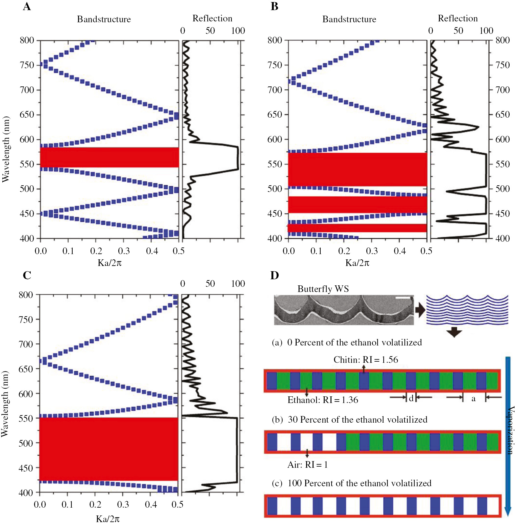 Figure 8: Band diagram and corresponding reflection with volatilization of the ethanol in Papilio ulysses PC structure, simplified 1D model was applied here. (A) Zero percent of the ethanol volatilized. (B) Thirty percent of the ethanol volatilized. (C) One hundred percent of the ethanol volatilized. (D) Schematic plot of the PC model used in (a, b, c). Zero percent, 30%, and 100% of the ethanol volatilized, respectively. The refractive index of the chitin: 1.56; the refractive index of ethanol: 1.36; the refractive index of the air: 1.
