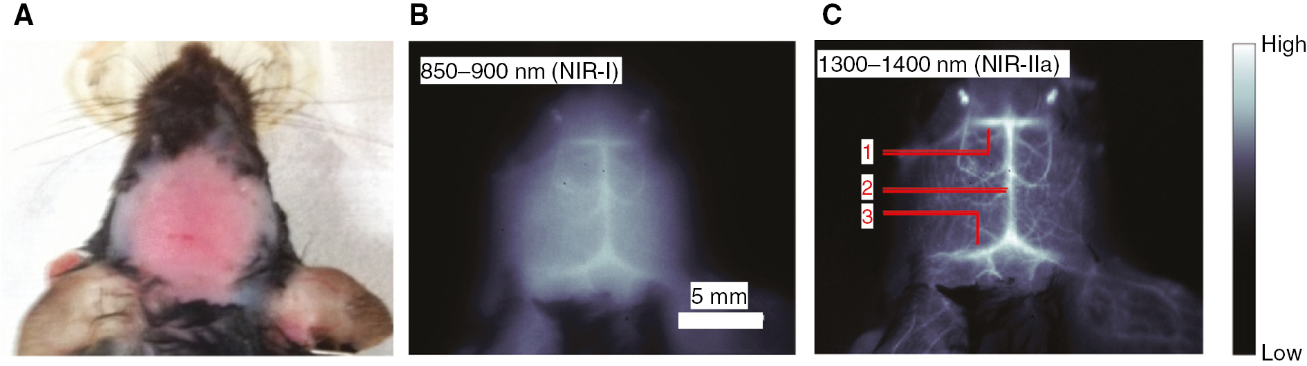 Figure 2: Imaging of deep tissue using a dual NIR-SWIR probe based on the dye IR800CW attached to single-walled carbon nanotubes (SWCNs): (A) C57Bl/6 mouse head with hair removed; (B) fluorescent images of the same mouse at 850–900 nm, (C) 1300–1400 nm.Red arrows point to specific locations in the brain that can be resolved (with permission from [40]).