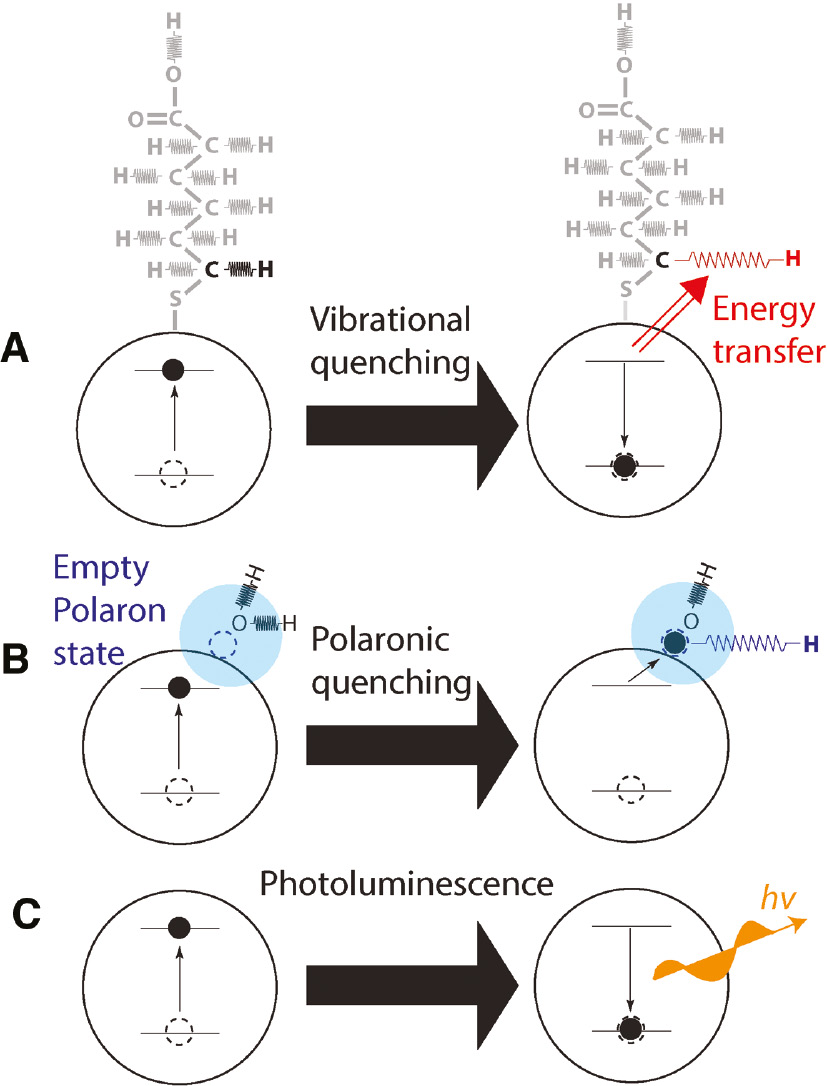 Figure 5: Exciton relaxation pathways in quantum dots photoluminescent in the SWIR.(A) Resonant energy transfer. (B) Polaronic quenching. (C) Photoemission.
