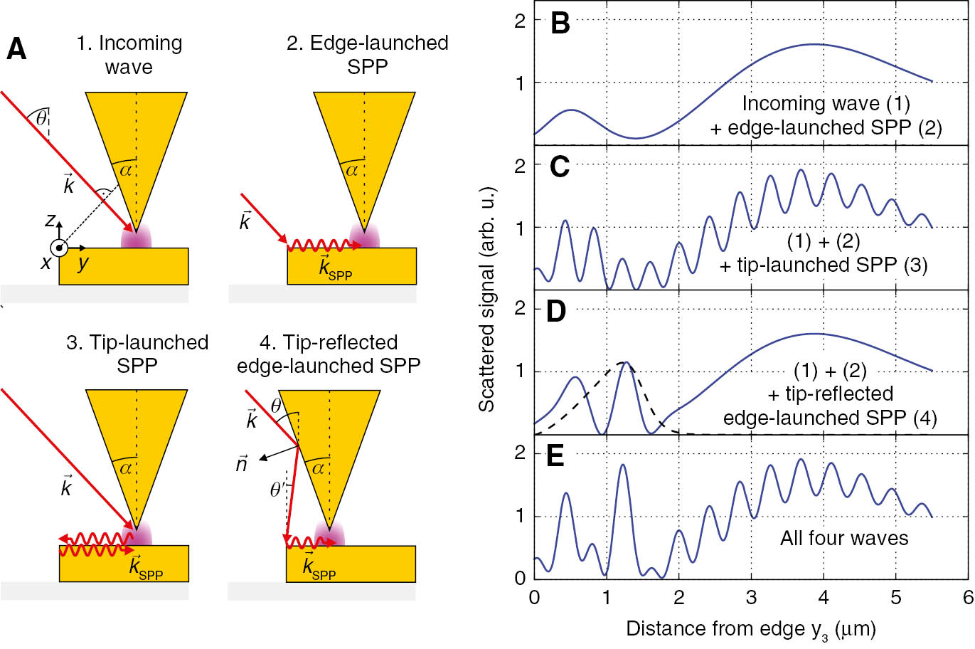 Figure 2: Numerical simulation of the s-SNOM signal along line 3 in Figure 1.(A) Sketch of four coherent s-SNOM signal contributions: (1) incoming beam; (2) SPP generated at the metal edge; (3) SPP launched at the s-SNOM tip, propagating to the edge of the metal film, reflected there and returning to the tip; (4) incoming beam reflected from the tip shaft onto the metal edge, generating an SPP there that propagates to the tip. (B–E) Calculated s-SNOM signals (time-averaged absolute square of the sum of the fields) at the location of the tip a distance y3 from the metal edge for various combinations of the four signal contributions in A. In D and E, the tip-reflected edge-launched SPP contribution (4) is modeled with an envelope that initially grows from y3=0 and then decays to zero for y3>1.8 μm (dashed line in D), as discussed in the text.
