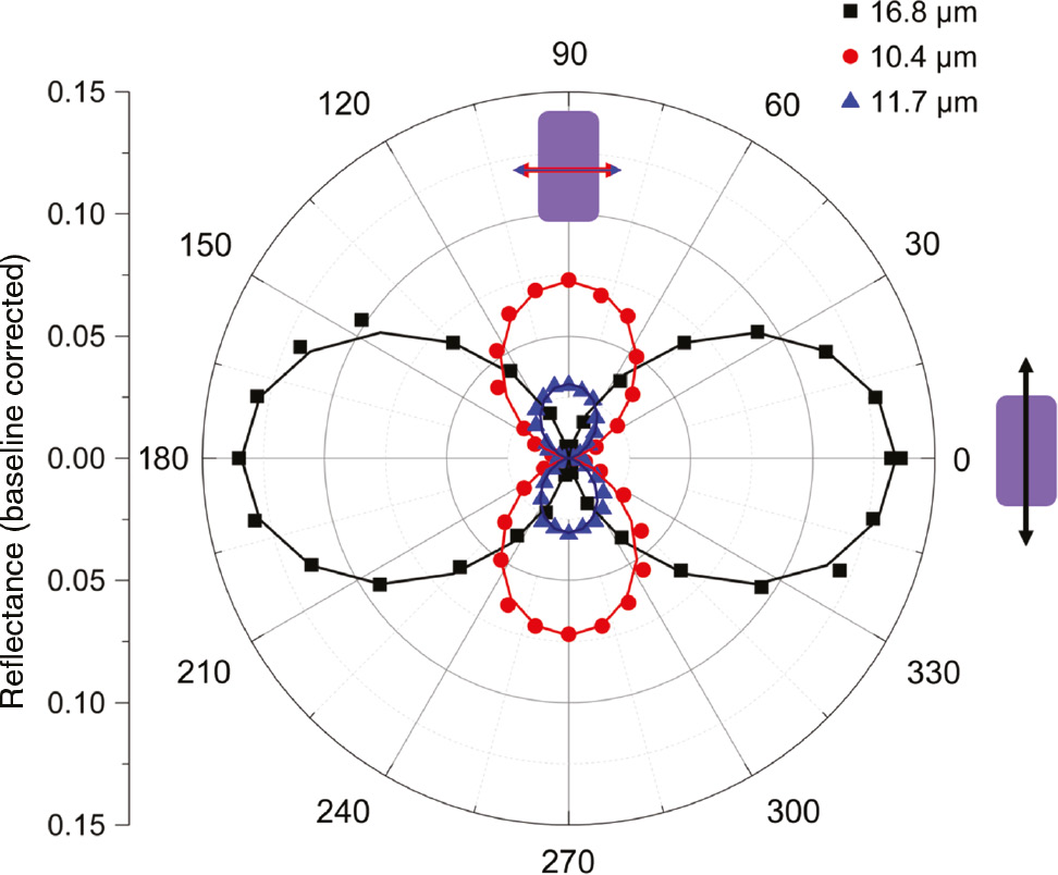 Figure 3: Polar plot of the reflectance intensity at 10.4 μm, 11.7 μm and 16.8 μm, corresponding to the LSPR wavelengths in x and y polarizations, against polarization angle, defined as the angle between the electric field vector and the long axis of the rectangular resonators.Solid lines are functions of the form Rmax cos2(αα), with Rmax fitted to the measurement.