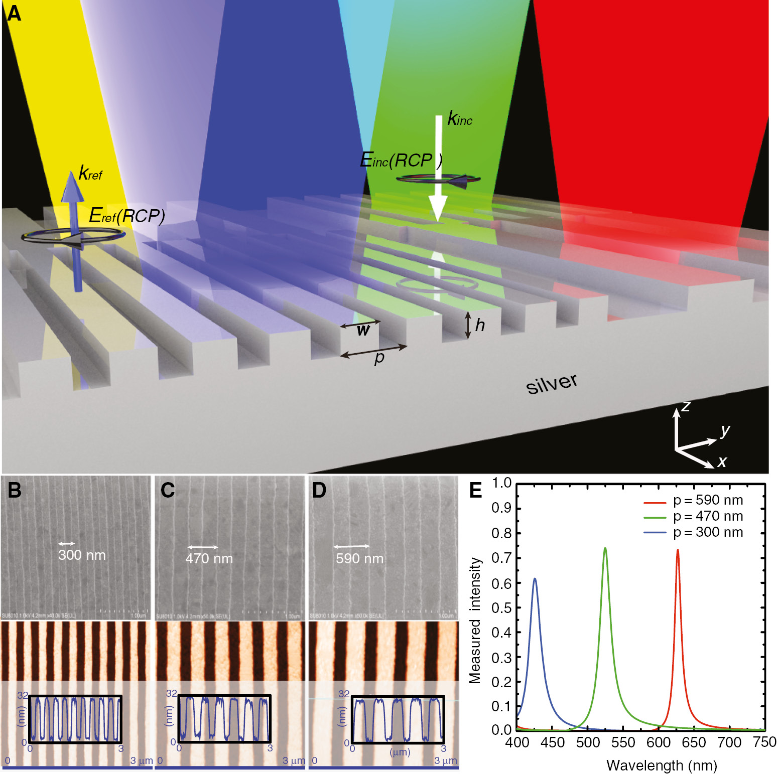 Figure 1: High-performance structural color filters formed by plasmonic metamirror. (A) Schematic diagram of the light-structure interaction. White and blue arrows indicate the incident and reflective right-handed CP light. Black arrows depict the spin state of the incident and reflective waves. Red, yellow, green, and blue beams represent the reflected waves with restored spin states. The duty cycle (w/p) is fixed to be 0.55. (B–D) SEM and AFM images of the prepared filters with periods of 300, 470, and 590 nm. The samples exhibit uniform line width, high fidelity, and smooth surface morphology. (E) Experimentally measured reflection spectra of the cross-polarized scattered light for 45° polarized LP at normal incidence.