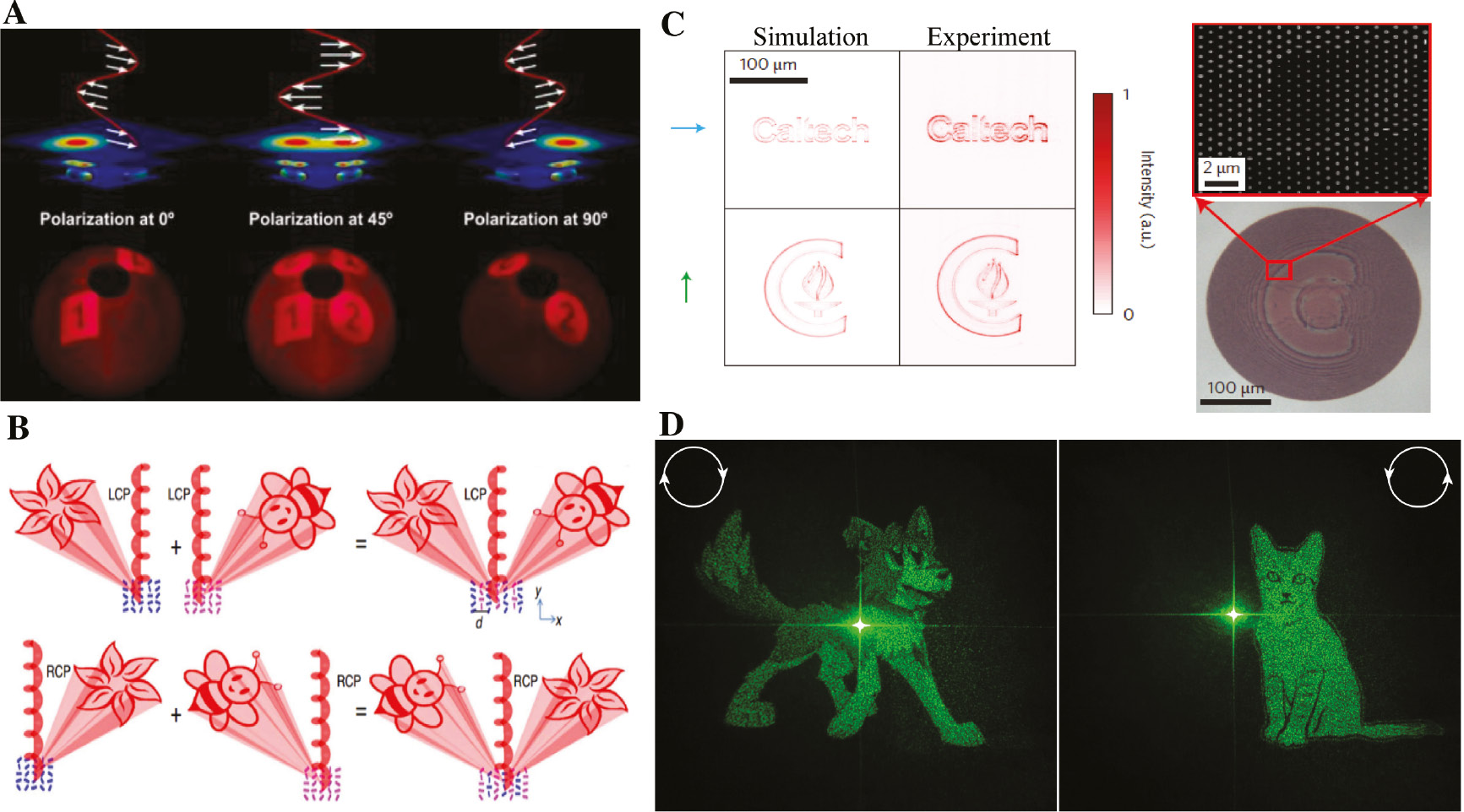 Figure 6: Polarization multiplexing.(A) Linear polarization multiplexing by superimposing the two orthogonal arrays of the nanorods within one metasurface [69]. (B) Circular polarization multiplexing by interleaving two sets of the nanorod arrays based on the PB phase principle [82]. (C) Simultaneous polarization and phase modulation for demonstrating two independent holographic images by using the tailored elliptical posts for orthogonal linear polarizations [34]. (D) Experimental realization of a cartoon dog and cat with tailored Si nanofins for the orthogonal circular polarization multiplexing [83]. Reprint permission obtained from [34], [69], [82], [83].