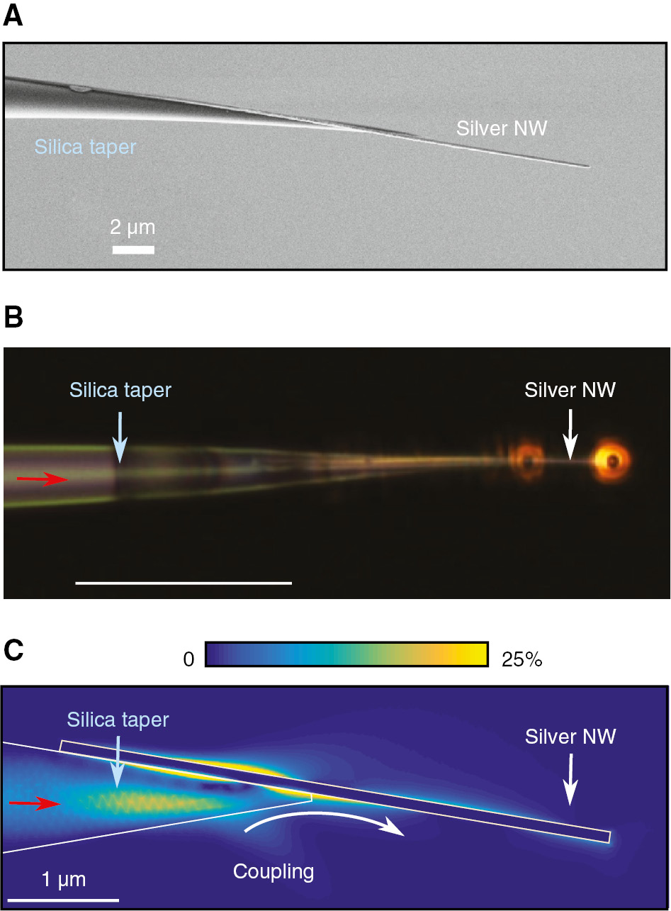 Figure 9: Silver nanowire integrated onto the end-face of a tapered optical.(A) SEM image of the fabricated structure [77]. (B) Microscope side image in the situation light at a wavelength of 785 nm is coupled into the device. (C) 3D finite element simulations showing the Poynting vector magnitude distribution in the vicinity of the nanowire. Here, a linearly polarized input mode is capable of exciting an LR plasmonic mode on the nanowire. The color bar is clipped to 25% of the maximum value. (A and B) Adapted with permission from Ref. [77].