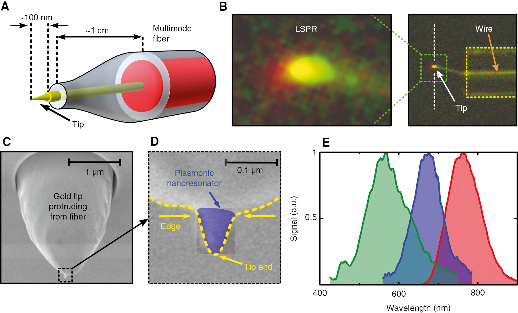 Figure 10: Fiber-based nanoprobe relying on an LSPR at the end of an integrated gold nanowire.(A) Schematic of the fiber-based near-field nanoprobe (yellow: gold nanowire; red: core of multimode fiber). (B) Microscope image of the scattered light of the plasmonic resonance when the nanoscale resonator is probing an evanescent field (right: end section of the nanoprobes; yellow dashed line: boundary of fiber; white dashed line: prism-air interface; left: close-up of the excited plasmonic resonance). (C) SEM image of the gold nanowire protruding from the end of the fiber probe. The dashed green square highlights the nanoscale plasmonic resonator at the nanowire’s end. (D) Close-up of the plasmonic resonator showing the tip-on-the-tip section. The actual resonator is overlaid with a semitransparent blue area for better visibility. The edge of the resonator is highlighted by the dashed green line. (E) Normalized spectral distribution of the light collected at the end of the fiber device in case it probes an evanescent field that is composed of white light. Adapted from Ref. [69]. Reproduced from Ref. [69], with the permission of AIP Publishing.
