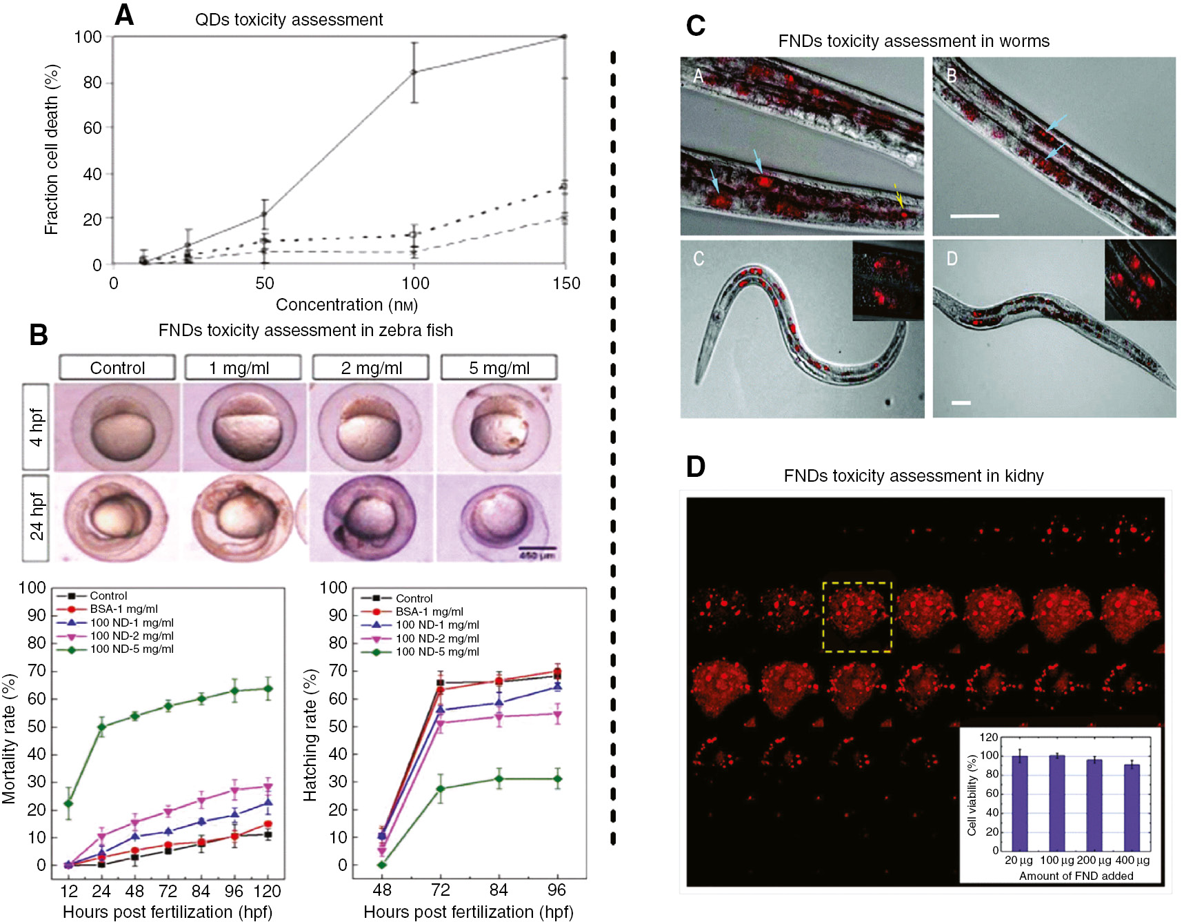 Figure 2: An illustration of toxicity levels of QDs and FNDs in living organisms.(A) Toxicity assessment of cell exposed to QDs for 4 h. The upper curve represents pure QDs without surface modifications. The other curves illustrate QDs with PEG coating at different concentrations (750- and 6000-Mw PEG-substituted QDs). Adapted from [44]. (B) Zebrafish embryos development stages with various concentrations of nanodiamond for different periods at 4-h post-fertilization (hpf) and 24 hpf (upper image in Figure 2B). Mortality and hatching of zebrafish embryos as a function of the NDs concentrations (lower image in Figure 2B). Adapted from [46]. (C) Images of worms fed with FNDs coated with BSA (bovine serum albumin) and DOX (doxorubicin). Insets: 100× magnified images of the FNDs within the intestinal cells. Adapted from [47]. (D) Optical images of a single human kidney cell after fluorescent nanodiamond uptake. The red spots are the FNDs. Inset: Toxicity assessments of showing the survival percentage of the kidney cells versus the FNDs doses. Adapted from [48].