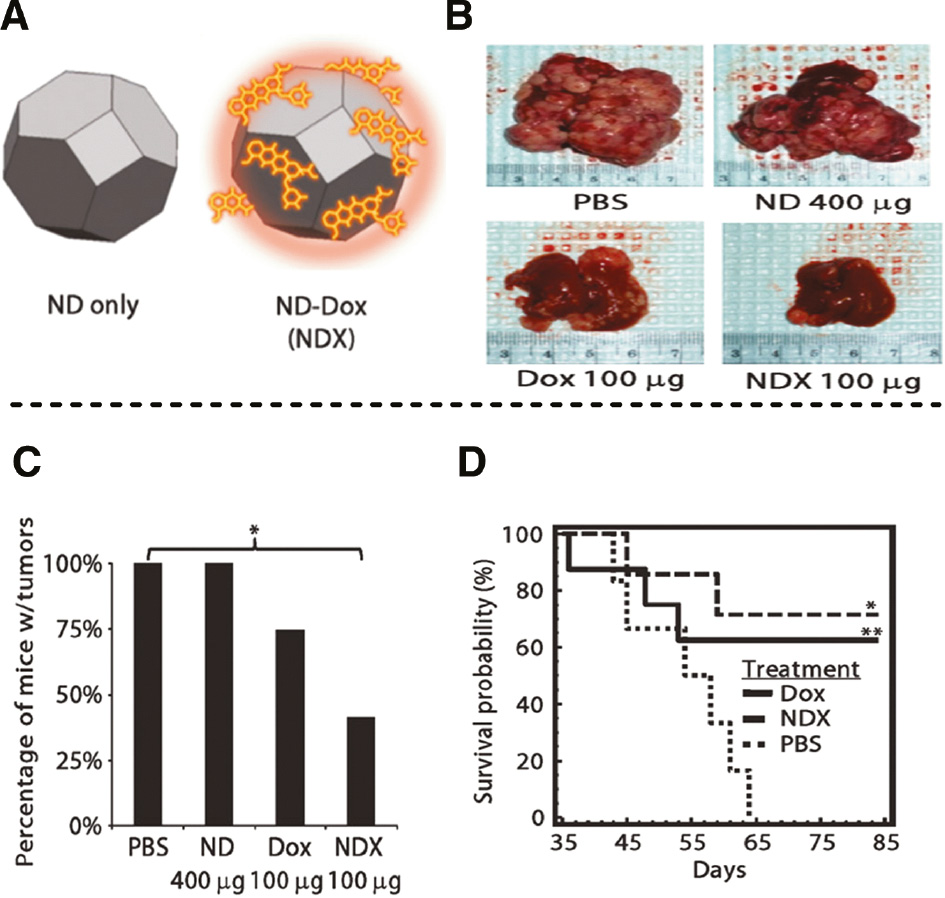 Figure 4: An illustration of using nanodiamonds as drug delivery vehicles.(A) Scheme of ND and ND with DOX(NDX). (B) Images of livers/tumors from treated mice with PBS, ND 400 μg, Dox 100 μg, and ND-Dox 100 μg. (C) Percentage of mice exhibiting macroscopic tumor nodules (defined as >1 mm). *p<0.03. (D) Kaplan-Meier survival plot for LT2-Myc mice treated with PBS (n=5), DOX (100 μg; n=8), or NDX (100 μg of Dox equivalent; n=7) by tail vein injection every 7 days. *p<0.03; **p<0.06. Adapted from [68].