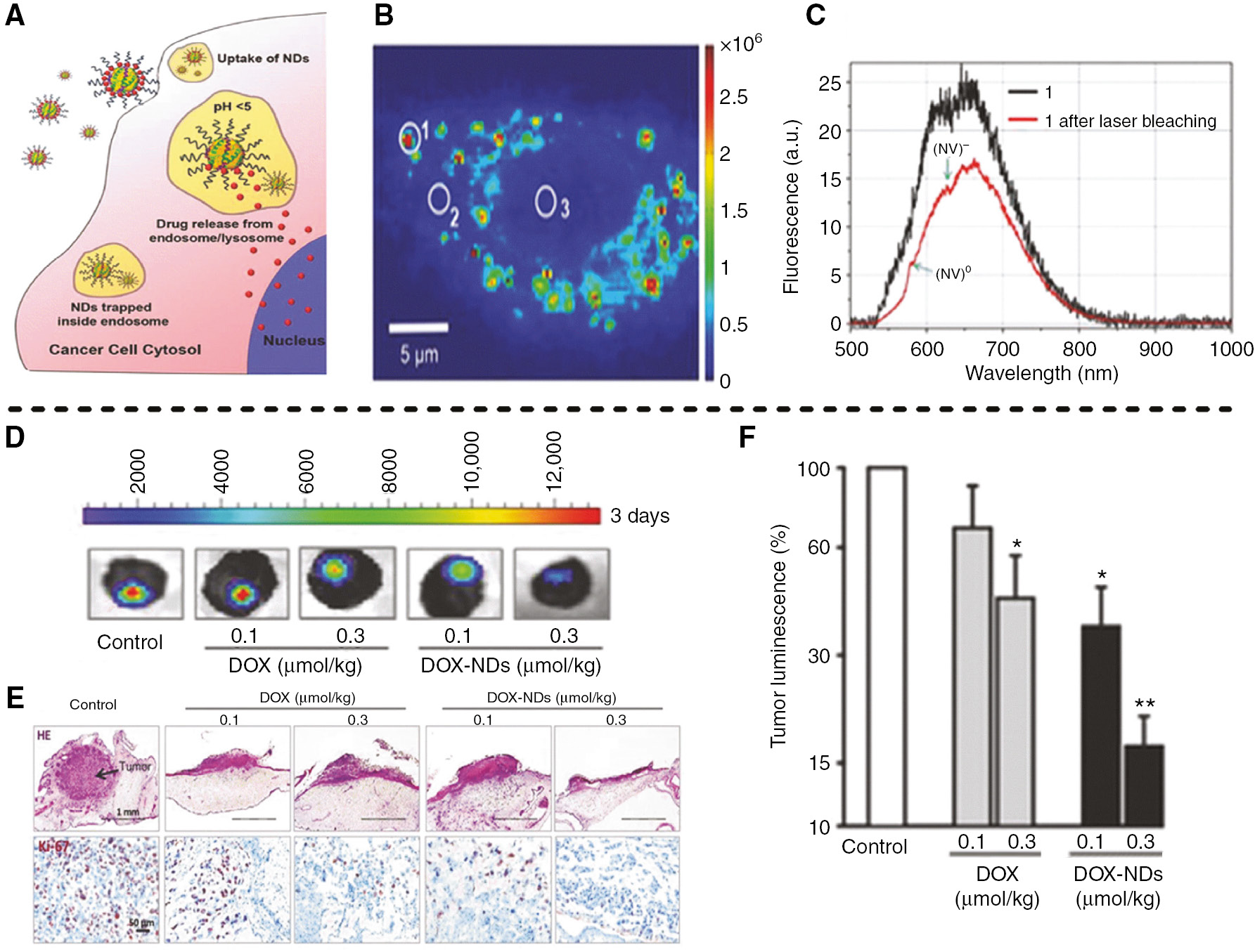 Figure 6: Biological applications of fluorescent nanodiamonds in drug delivery.(A) Demonstration of living cell uptake and drug release process of DOX-ND. (B) Fluorescence spectra of fluorescent DOX-NDs inside living (A549) cells. (C) Black curve represents the overlapping emission spectra of DOX and NV centers. The red curve illustrates the emission spectrum after laser bleaching of the DOX emission showing a clear NV center spectrum with NVo and NV peaks at 575 and 638 nm, respectively. (D) Human cancer xenografts treated with NDs-DOX after 3 days. (E) Breast cancer cells treated with DOX-ND over time. NDs-DOX treatment reduced the cancer cell proliferation in a dose-dependent manner. (F) Luminescence imaging analysis of tumor xenograft growth after 3 days treatment by NDs-DOX. *p < 0.05, **p < 0.01. Adapted from [85].