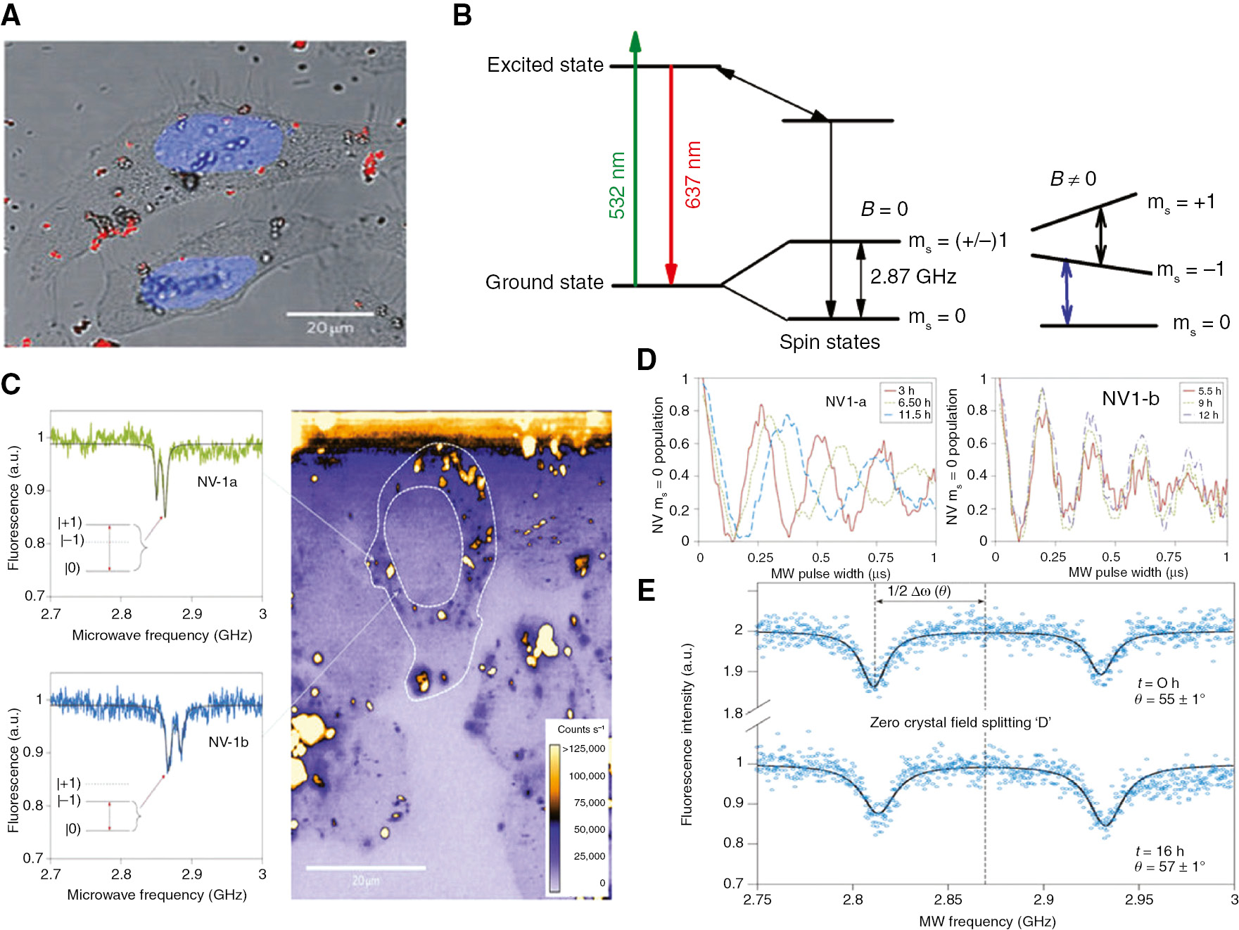 Figure 7: Tracking fluorescent nanodiamonds inside living cells process.(A) Fluorescent nanodiamonds uptaken by HeLa cells. NV fluorescence is shown in red and the nucleus is stained with Hoechst 33342 (blue). (B) Electronic structure of NV color center in diamond. (C) ODMR spectra of NV-1a and NV-1b showing the different strain splitting between the two NV color centers. (D) Rabi oscillations of NV-1a and NV-1b measured at various times during the lifetime of the cell. (E) Changes in the orientation of the NV quantization axis relative to the external magnetic field owing to nanodiamond motion inside HeLa cell. Adapted from [98].